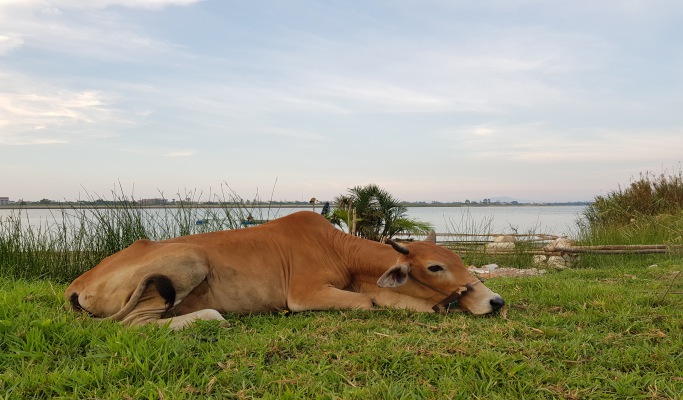 Hoi An Eco Life Tour - Discover Hoi An Countryside by Bike & Boat (Half Day)