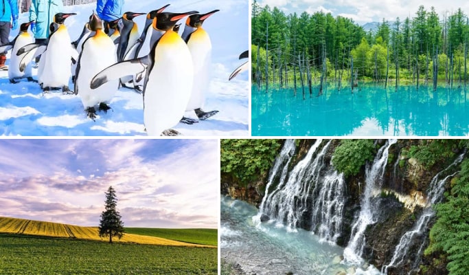 Hokkaido Asahiyama Zoo +  Biei Blue Pond + Shirahige Waterfall + Christmas Tree 1 Day Tour from Sapporo