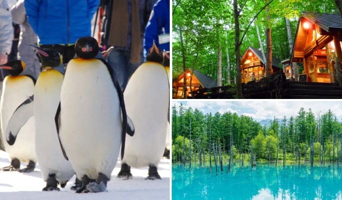 Hokkaido's Seasonal Best: Asahiyama Zoo +  Ningle Terrace (+ Biei Blue Pond/ Shirahige Waterfall/ Shikisai-no-oka) 1 Day Tour from Sapporo