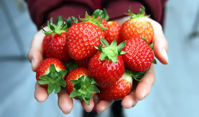 Elysian Gangchon Ski Resort (Ski/Snow Sled) + Eobi Ice Valley + Strawberry Picking 1 Day Tour from Seoul