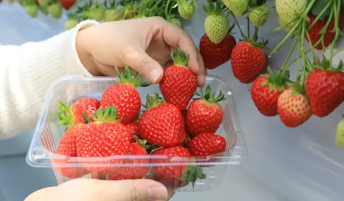 Elysian Gangchon Ski Resort (Ski/Snow Sled) + Eobi Ice Valley + Strawberry Picking 1 Day Tour from Seoul