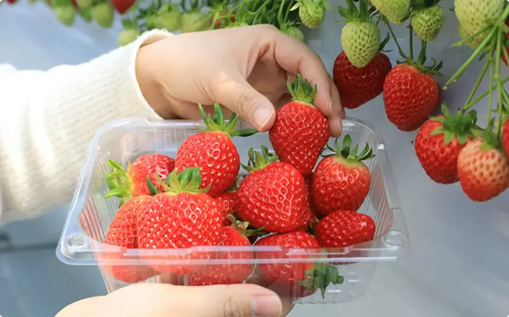 Close-up of a hand picking fresh strawberries and placing them into a plastic container.
