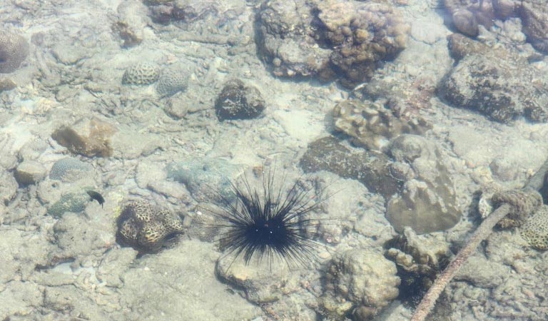 Krabi Hong Island 1 Day Tour by Speedboat (+Lunch/Snorkeling) (+ Hotel Transfer option)