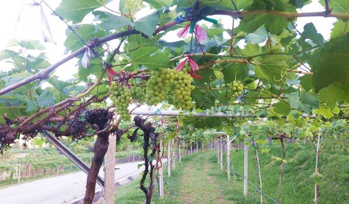 Hua Hin 1 Day Private Taxi Tour – from Bangkok