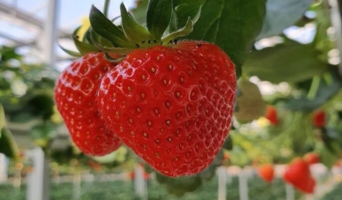 Jisan Ski Resort (+ Strawberry Picking) 1 Day Tour
