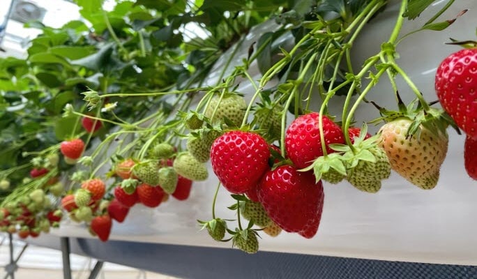 Jisan Ski Resort (+ Strawberry Picking) 1 Day Tour
