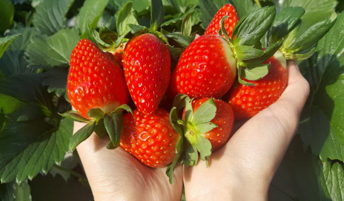Jisan Ski Resort (+ Strawberry Picking) 1 Day Tour