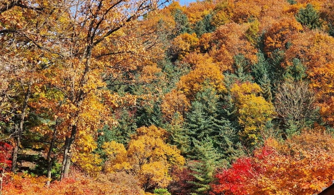 花潭植物園 + 南漢山城 + 韓国民俗村 1 日ツアー - ソウル発
