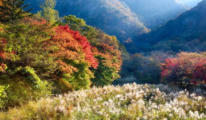 花潭植物園 + 南漢山城 + 韓国民俗村 1 日ツアー - ソウル発