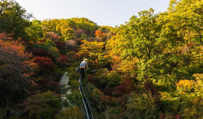 和談植物園+南怡島+江村鐵路自行車1日遊（首爾出發）（3月29日~9月30日）