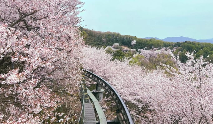 Hwadam Botanic Garden Shuttle Bus & Admission Ticket Package - from Seoul