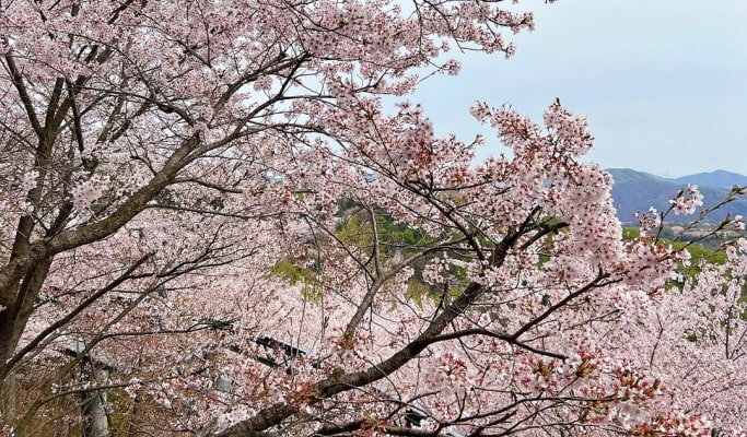 Hwadam Botanic Garden Shuttle Bus & Admission Ticket Package - from Seoul