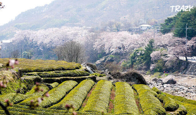 Spring Special: Hwagae Cherry Blossom Festival 2019 & Ssanggyesa Temple Shuttle Bus Package (Mar 23~Apr 14)