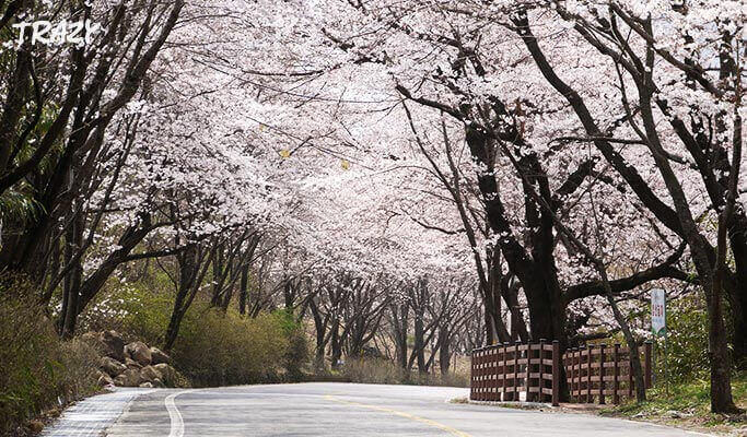 Spring Special: Hwagae Cherry Blossom Festival 2019 & Ssanggyesa Temple Shuttle Bus Package (Mar 23~Apr 14)