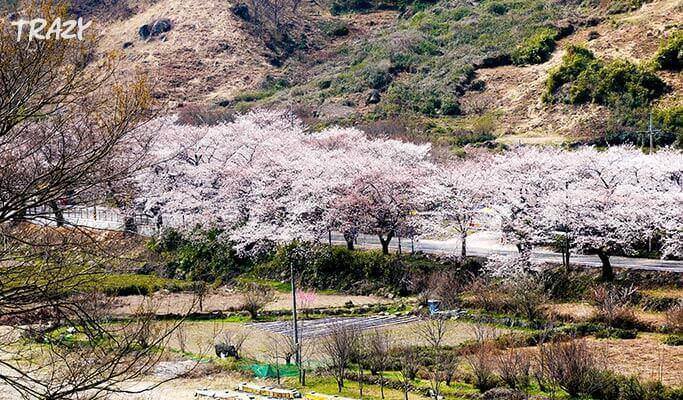 Spring Special: Hwagae Cherry Blossom Festival 2019 & Ssanggyesa Temple Shuttle Bus Package (Mar 23~Apr 14)