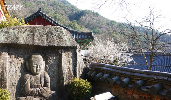 Spring Special: Hwagae Cherry Blossom Festival 2019 & Ssanggyesa Temple Shuttle Bus Package (Mar 23~Apr 14)