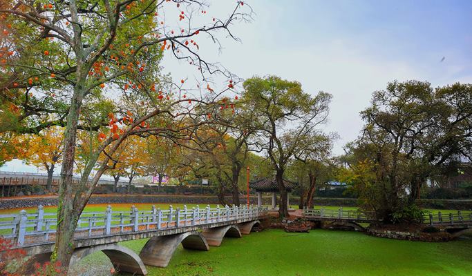 Spring Special: Hwangmaesan Mountain Royal Azalea Festival 1 Day Tour - from Busan (May 1~9)