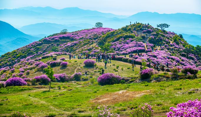 Spring Special: Hwangmaesan Mountain Royal Azalea Festival 1 Day Tour - from Busan (May 1~9)