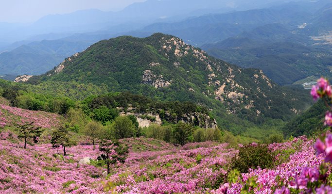 Spring Special: Hwangmaesan Mountain Royal Azalea Festival 1 Day Tour - from Busan (May 1~9)