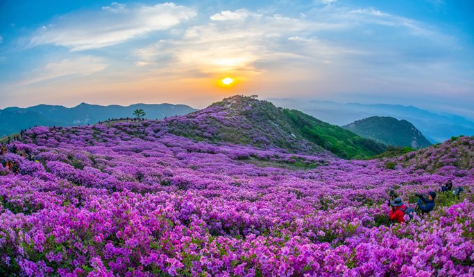 Hwangmaesan Mountain Royal Azalea Festival 1 Day Tour from Busan 2020 ...