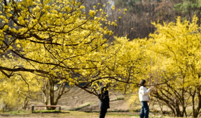 春季特惠：水原華城＆利川栢沙山茱萸節/遠美山杜鵑花節１日遊 - 首爾出發（3月18日~4月10日）