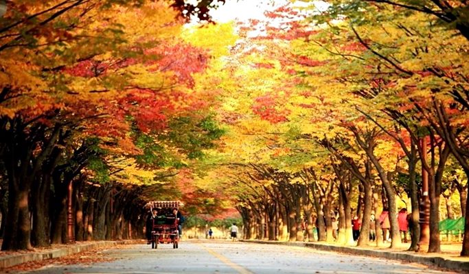 Incheon 1 Day Early Autumn/Late Autumn Foliage Tour (+Railbike/Ferry Ride) (~Nov 18)