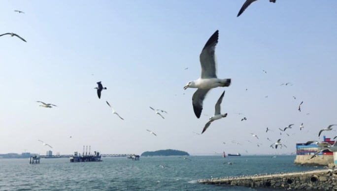 仁川濟物浦俱樂部（開放港區）＋永宗海邊鐵軌自行車＋江華斜坡滑車＋天空公園 1日遊 - 首爾出發