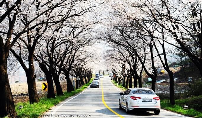 Spring Special: Jecheon Cheongpungho Cherry Blossom Festival 1 Day Tour (Apr 6~21)