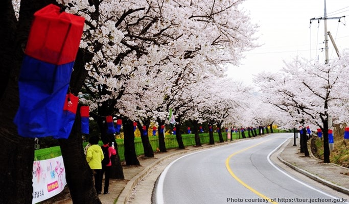 Spring Special: Jecheon Cheongpungho Cherry Blossom Festival 1 Day Tour (Apr 6~21)