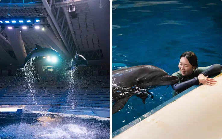 Bottlenose dolphins swimming with an aquarist at Aqua Planet Jeju.