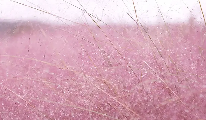 [Autumn Foliage] Jeju Pink Muhly 1 Day Tour (Sept 19~Oct 19)