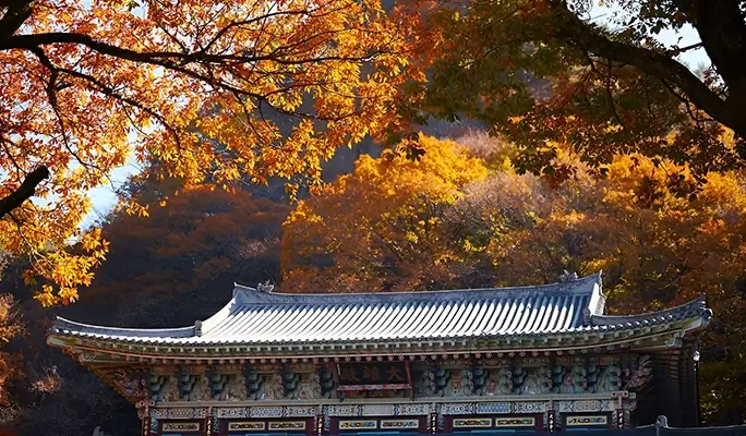[Autumn Foliage] Jeju Pink Muhly 1 Day Tour (Sept 19~Oct 19)