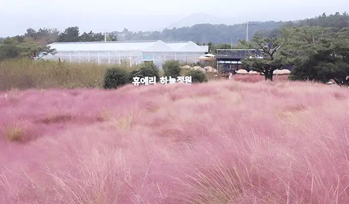 [Autumn Foliage] Jeju Pink Muhly 1 Day Tour (Sept 19~Oct 19)