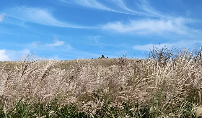 [Autumn Foliage] Jeju Pink Muhly 1 Day Tour (Sept 19~Oct 19)