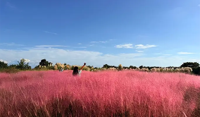 [Autumn Foliage] Jeju Pink Muhly 1 Day Tour (Sept 19~Oct 19)