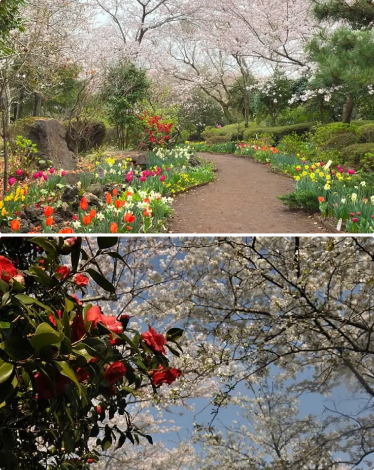 Camellia flowers and cherry blossoms in bloom at Jeju Camellia Hill