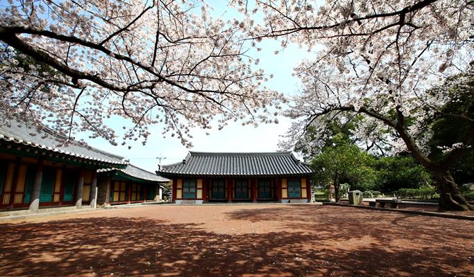 Spring Special: Jeju Island Cherry Blossom & Canola Flower 1 Day Tour (Mar 24~Apr 12)