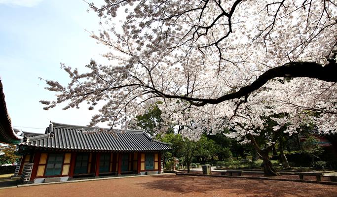 Spring Special: Jeju Island Cherry Blossom & Canola Flower 1 Day Tour (Mar 24~Apr 12)