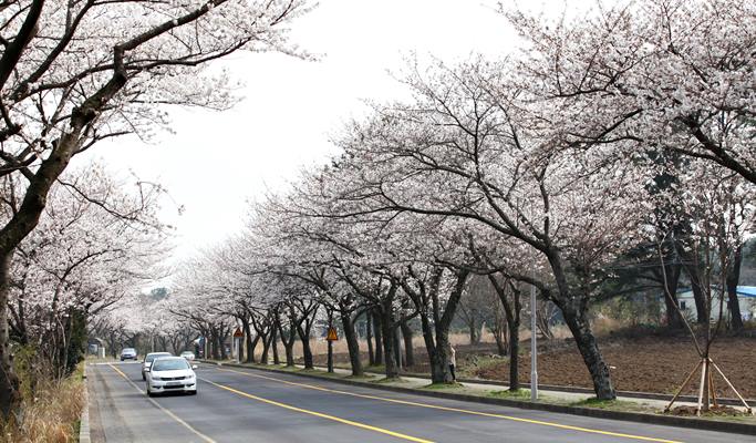 Spring Special: Jeju Island Cherry Blossom & Canola Flower 1 Day Tour (Mar 24~Apr 12)