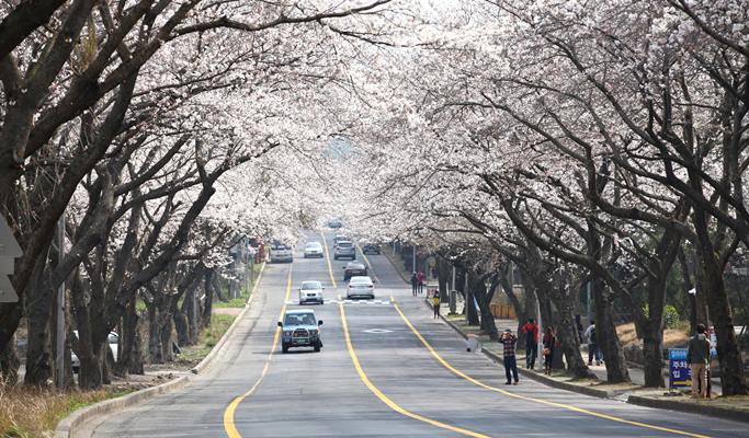 Spring Special: Jeju Island Cherry Blossom & Canola Flower 1 Day Tour (Mar 24~Apr 12)