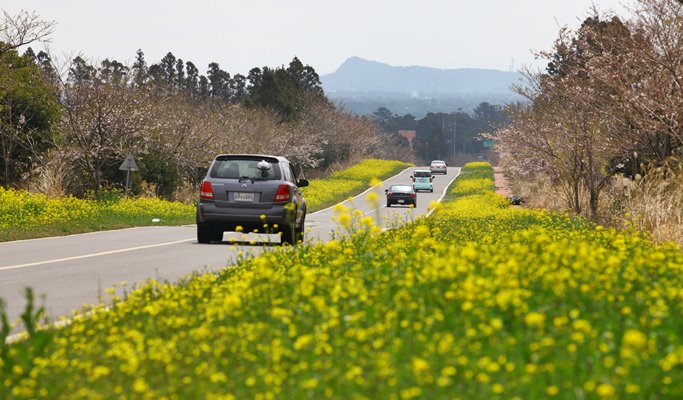 Spring Special: Jeju Island Cherry Blossom & Canola Flower 1 Day Tour (Mar 24~Apr 12)
