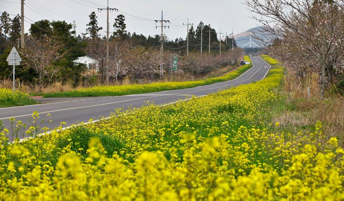 Spring Special: Jeju Island Cherry Blossom & Canola Flower 1 Day Tour (Mar 24~Apr 12)