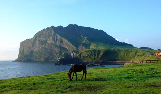 Jeju Layover Tour for Cruise Passengers (Join-in/Private)