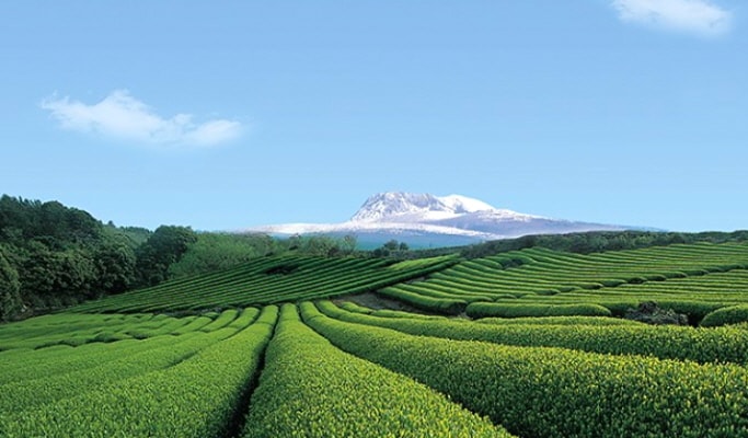 Visit Jeju Island in 1 Day from Daegu (Round-trip Flights & Group Tour Included)