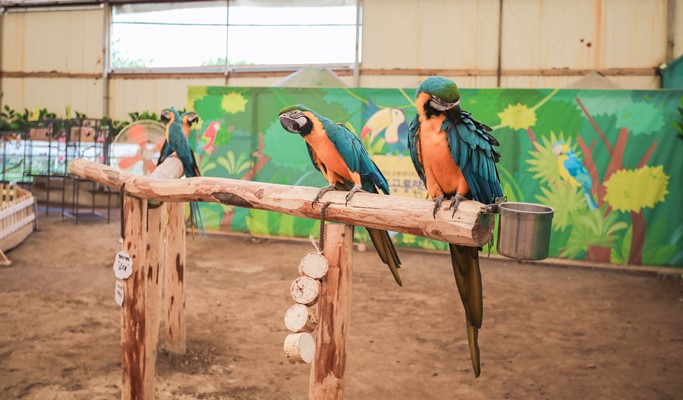 Jeju Dinosaur Land Discount Ticket
