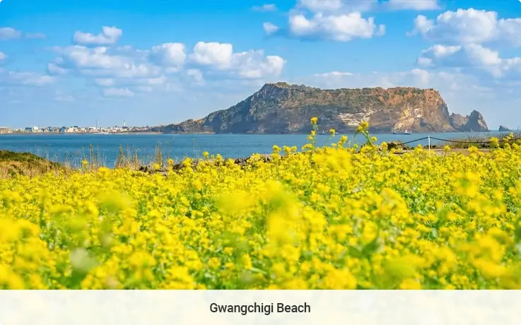 Canola fields at Gwangchiji Beach in Jeju