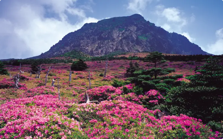 Field of pink flowers with a view of Jeju's Hallasan Mountain from afar.