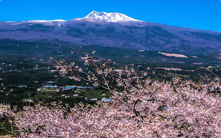 Hallasan Mountain Eoseungsaengak Trail in the spring