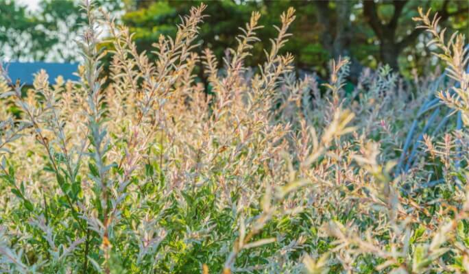 Jeju Herb Garden (Herb Dongsan) Discount Ticket