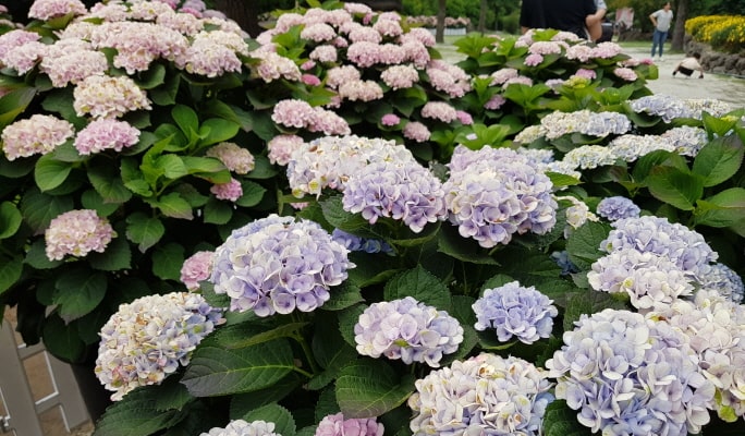 濟州休愛里自然公園折扣票